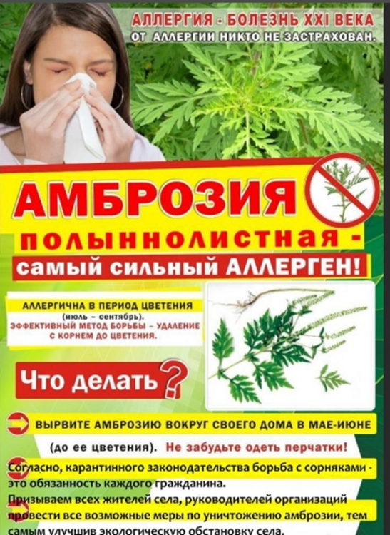 Амброзия полыннолистная - самый сильный аллерген