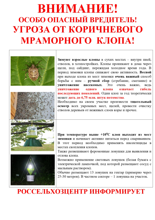 Особо опасный вредитель! Мраморный клоп!