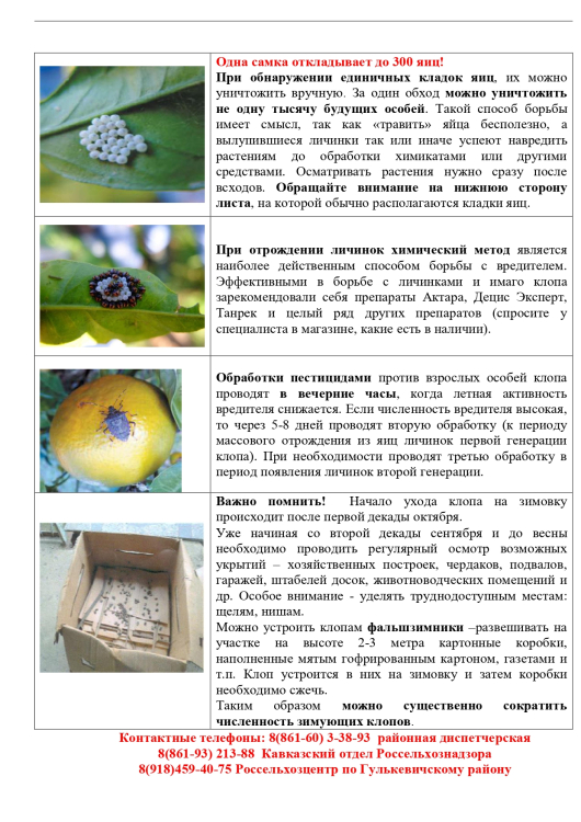 Особо опасный вредитель! Мраморный клоп!