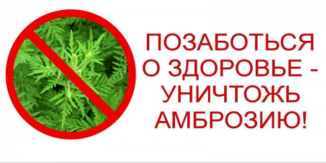 Боремся с амброзией вместе!