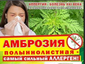 Амброзия полыннолистная - самый сильный аллерген