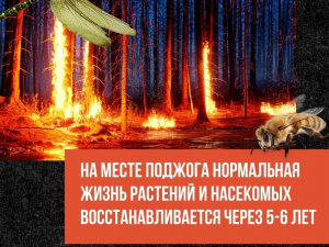 Поджог травы - опасен!